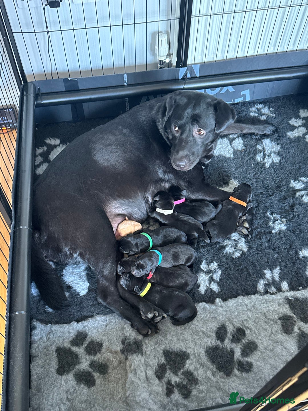 Labrador Retriever dogs for sale: Stunning litter of Labrador puppies - Image 4