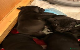 Staffordshire Bull Terrier dogs for sale: Staffordshire bull terrier puppies - Advert 9