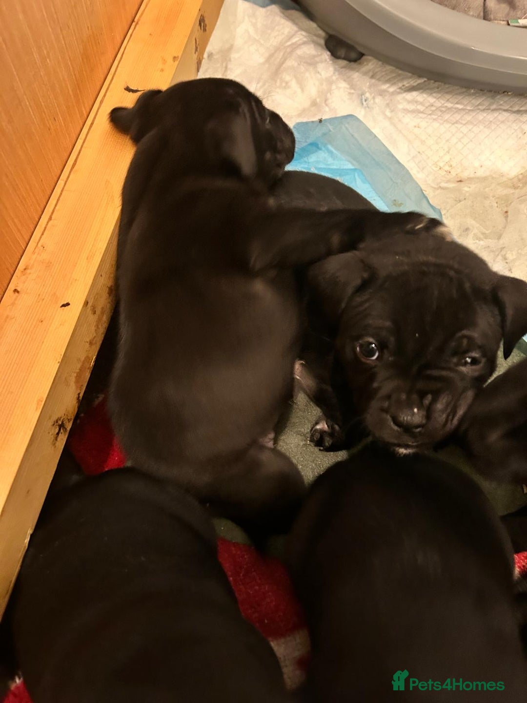 Staffordshire Bull Terrier dogs for sale: Staffordshire bull terrier puppies - Advert 9