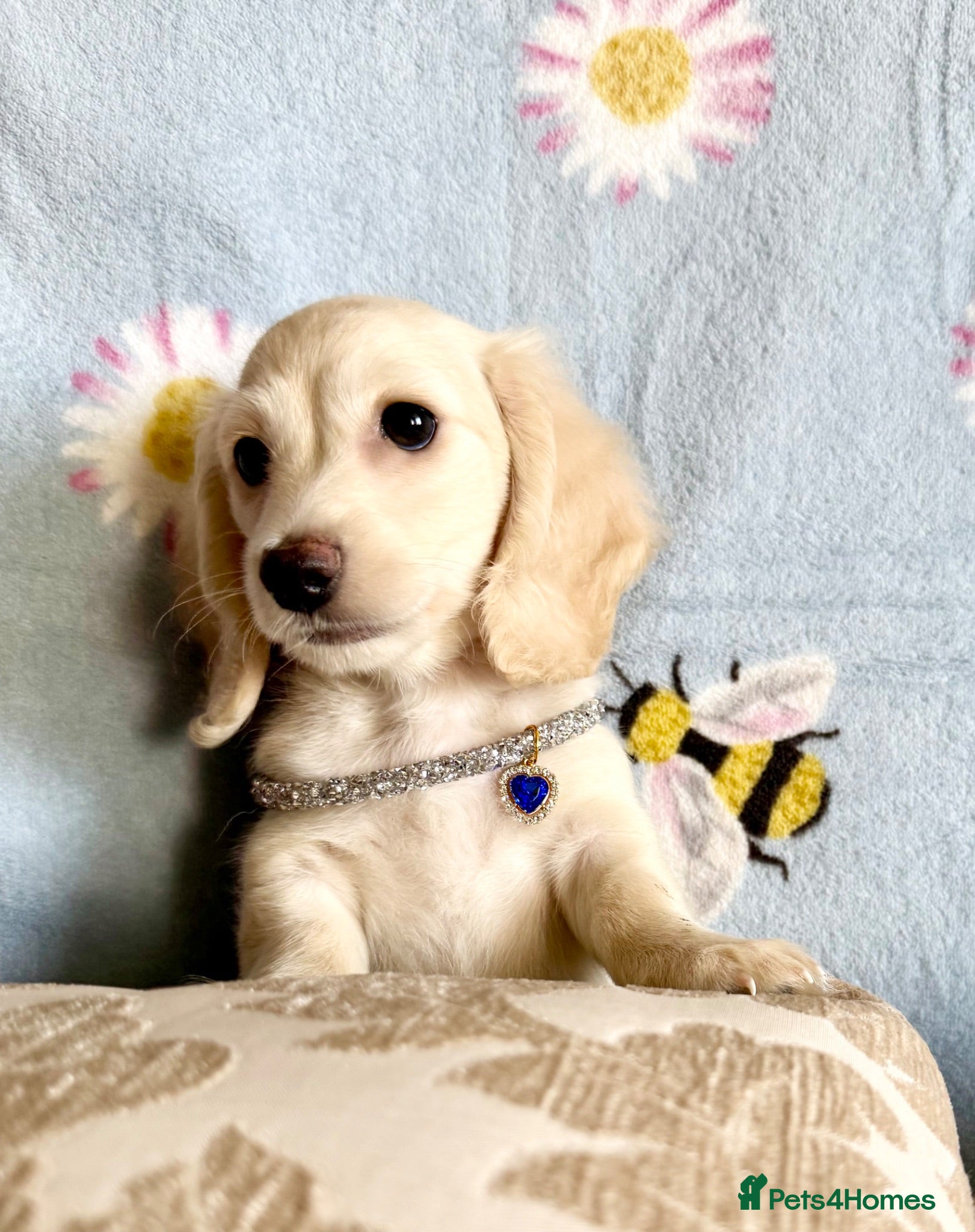 Miniature Dachshund dogs Ready now cream miniature dachshunds - Advert 1