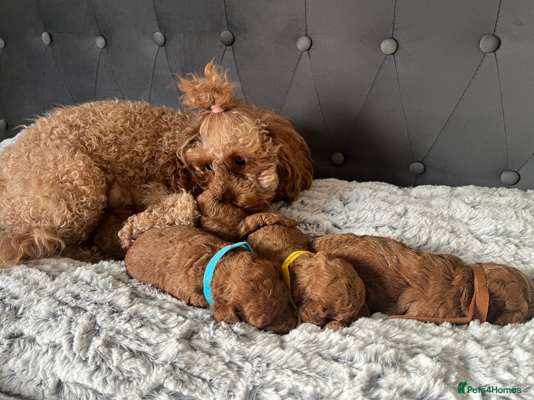 Toy Poodle dogs for sale: Toy poodle puppies - Advert 2