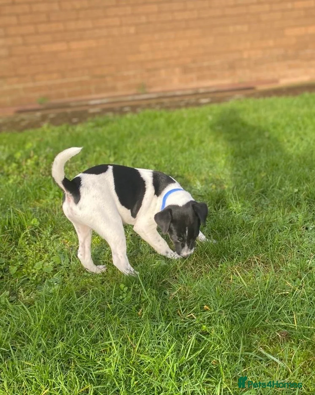 Mixed Breed dogs for sale: Jack Russell x Lakeland terrier - Advert 3