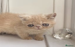 Exotic cats for sale: Supreme Quality Exotics - TICA reg - Image 5