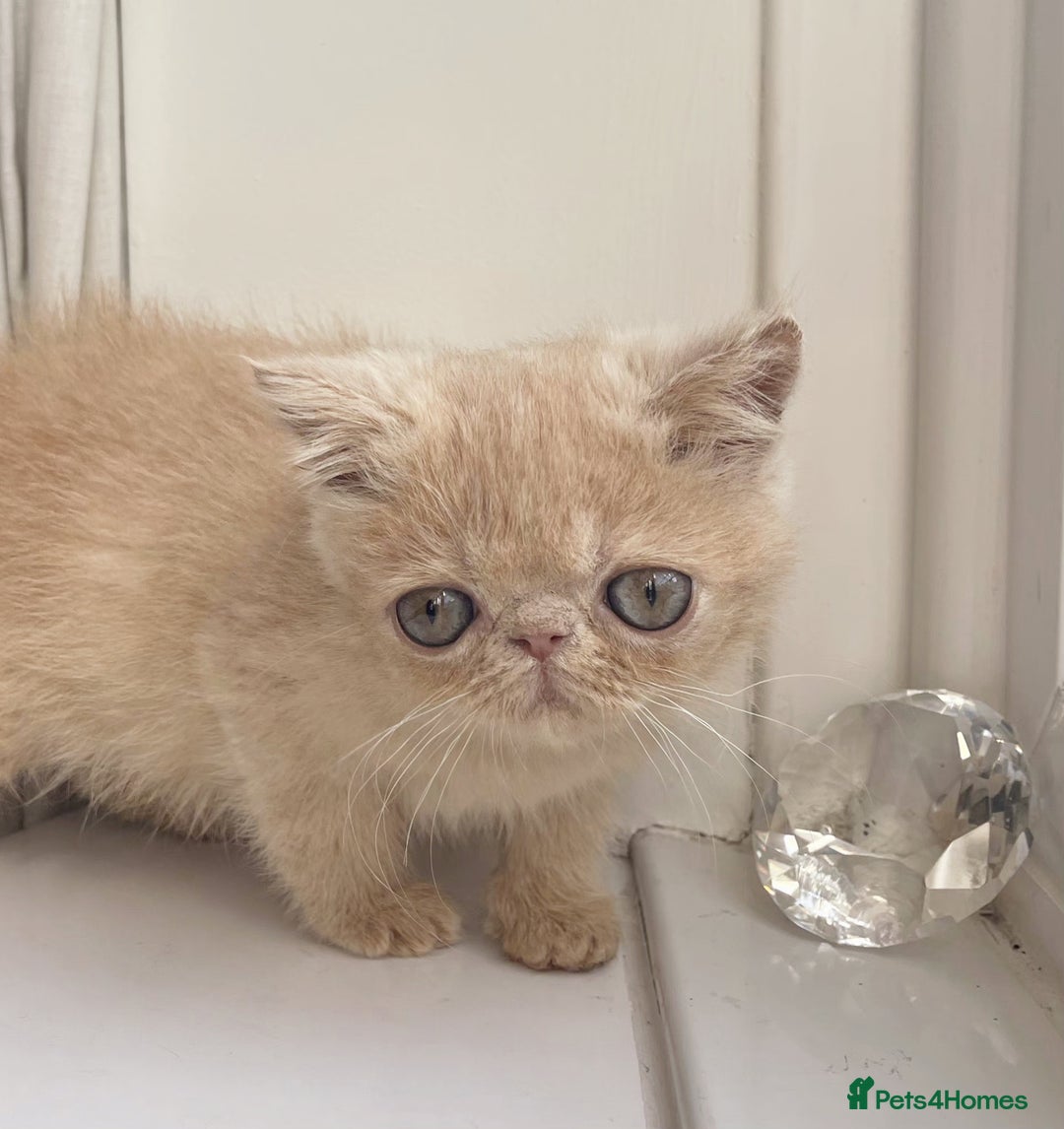 Exotic cats for sale: Supreme Quality Exotics - TICA reg - Image 5