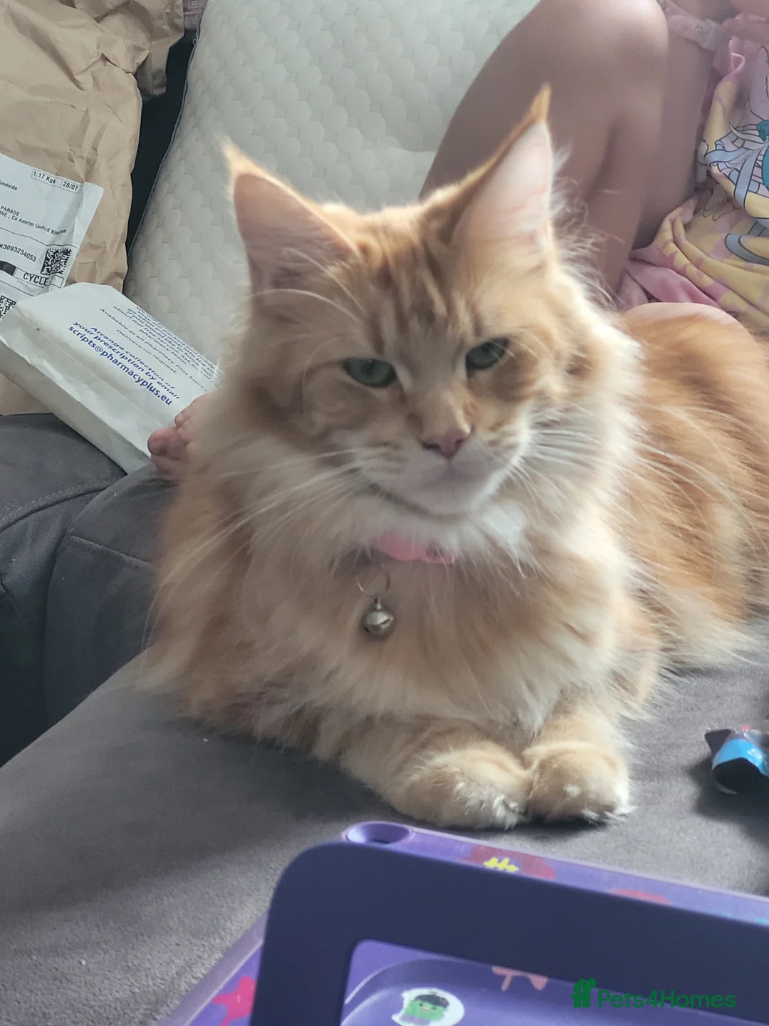 Maine Coon cats for sale: Ginger Maine Coon Kittens  - Advert 22