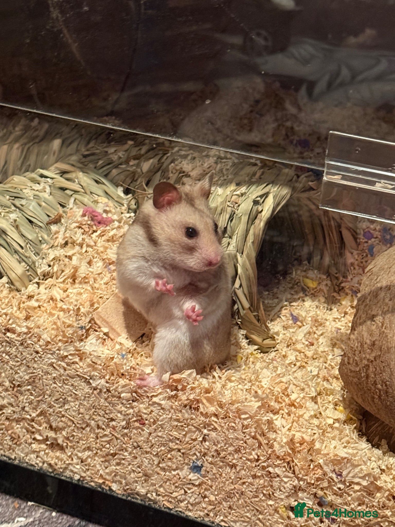 Hamster rodents for sale: Syrian Hamster to Good Home in Coventry - Advert 2