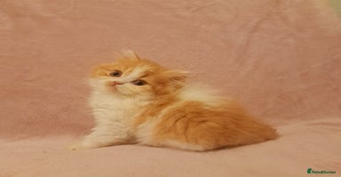 British Longhair cats - Advert 6