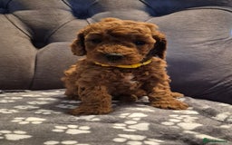 Cockapoo dogs for sale: Cockapoo puppies  - Image 14