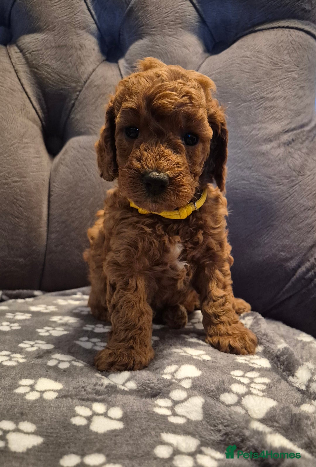 Cockapoo dogs for sale: Cockapoo puppies  - Image 14