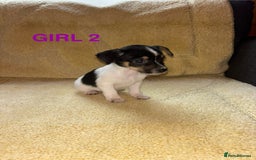 Jack Russell dogs for sale: Miniature Jack Russels  - Image 3