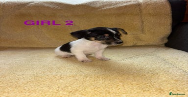 Jack Russell dogs - Advert 3