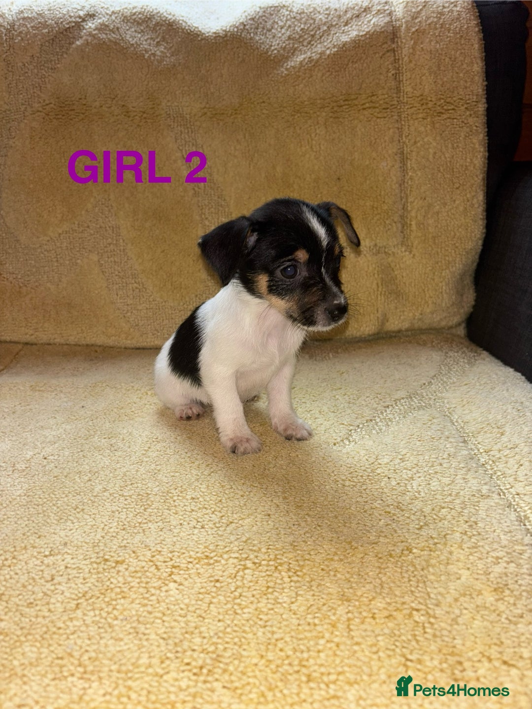 Jack Russell dogs for sale: Miniature Jack Russels  - Image 3