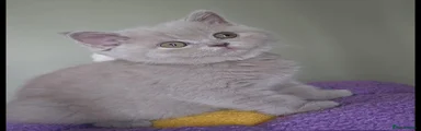 British Shorthair Lilac Chunky girl.