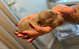 Miniature Dachshund dogs for sale: Beautiful litter of miniature dachshund  - Advert 6