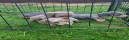 Miniature Dachshund dogs for sale: READY NOW 3 boys left Blue dapple daxies - Advert 12