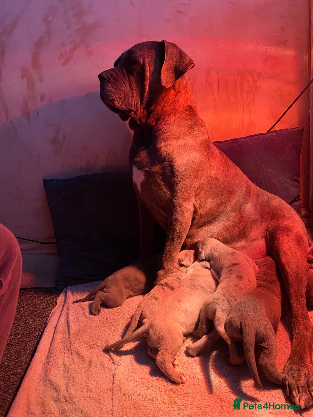 Cane Corso dogs for sale: Top Bloodline Cane Corsos - Advert 10