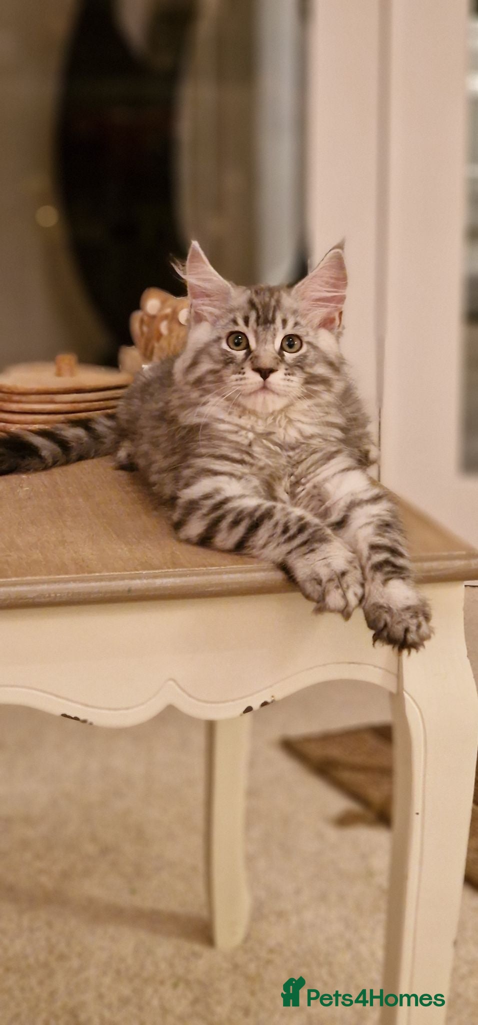 Maine Coon cats Tica Registered, Russian Line Maine Coon Kittens - Advert 7