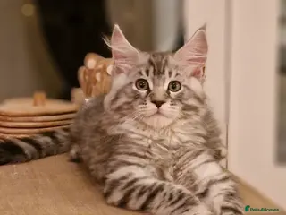 Maine Coon cats Tica Registered, Russian Line Maine Coon Kittens - Advert 7