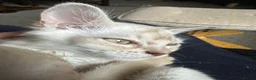 Burmese cats for sale: GCcF reg pedigree kittens  - Advert 10