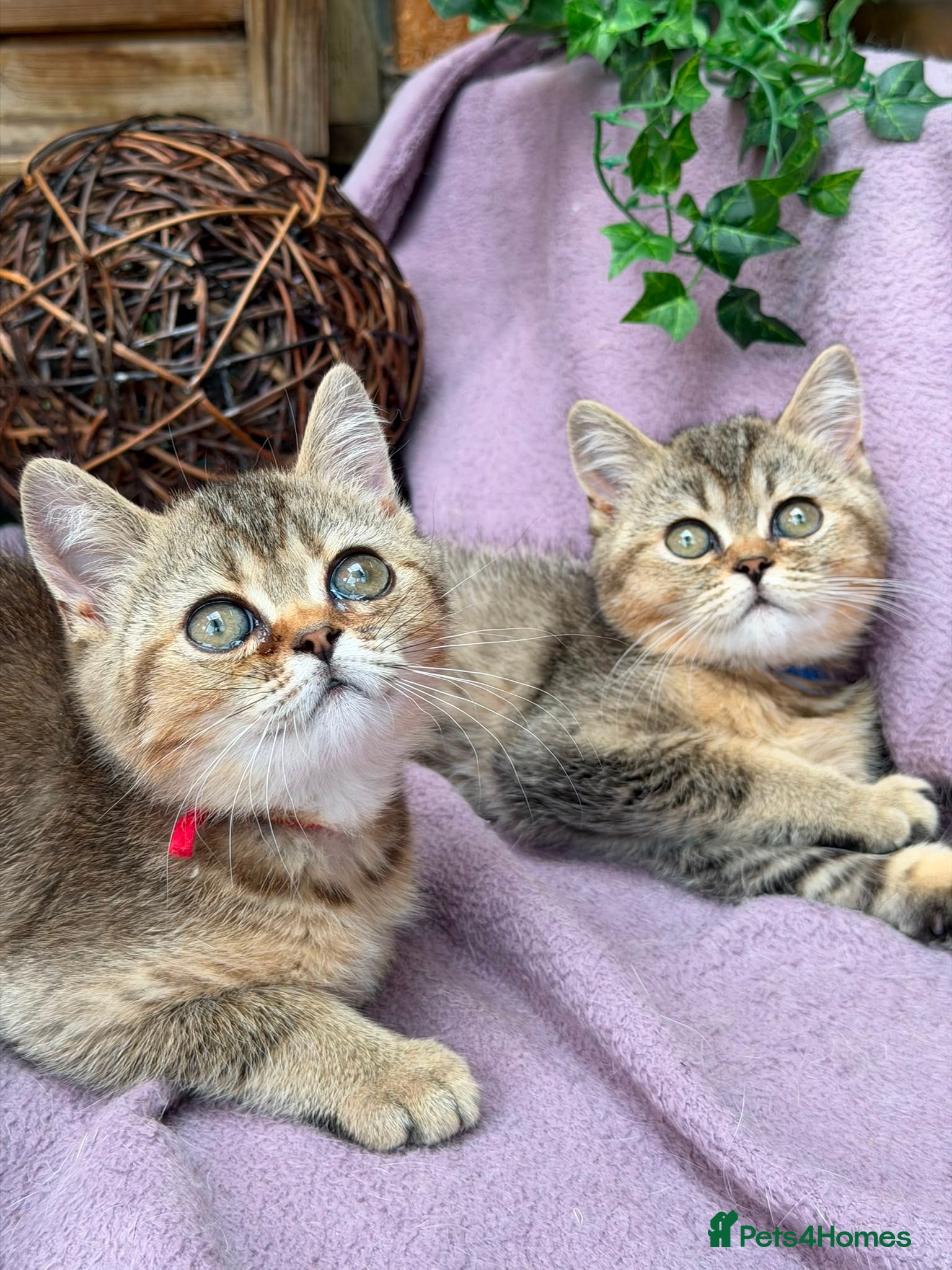 British Shorthair cats British Shorthair TICA stunning kittens - Advert 1