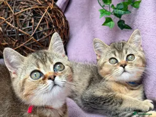 British Shorthair cats British Shorthair TICA stunning kittens - Advert 2