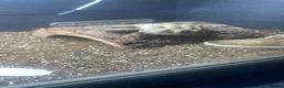 Tortoise reptiles for sale: Horsefield tortoise - 2021 - Advert 3