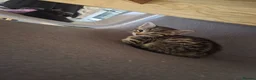 Mixed Breed cats for sale: 2 boys 2 girls no chips or vaccinations  in Tamworth - Advert 4