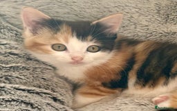Mixed Breed cats for sale: STUNNING BOY AND GIRL KITTENS - Image 13