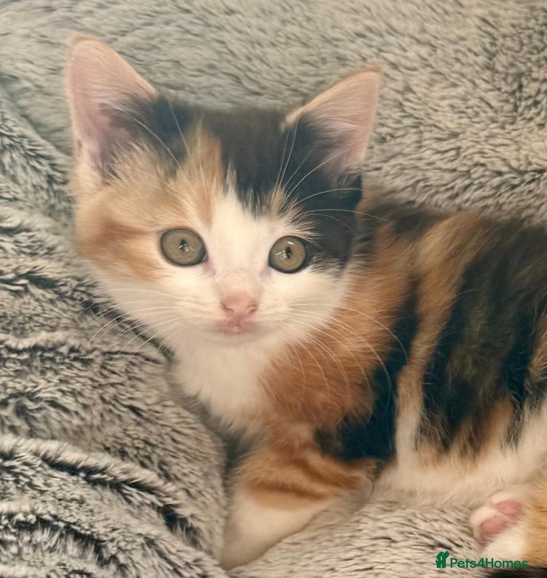 Mixed Breed cats for sale: STUNNING BOY AND GIRL KITTENS - Image 13