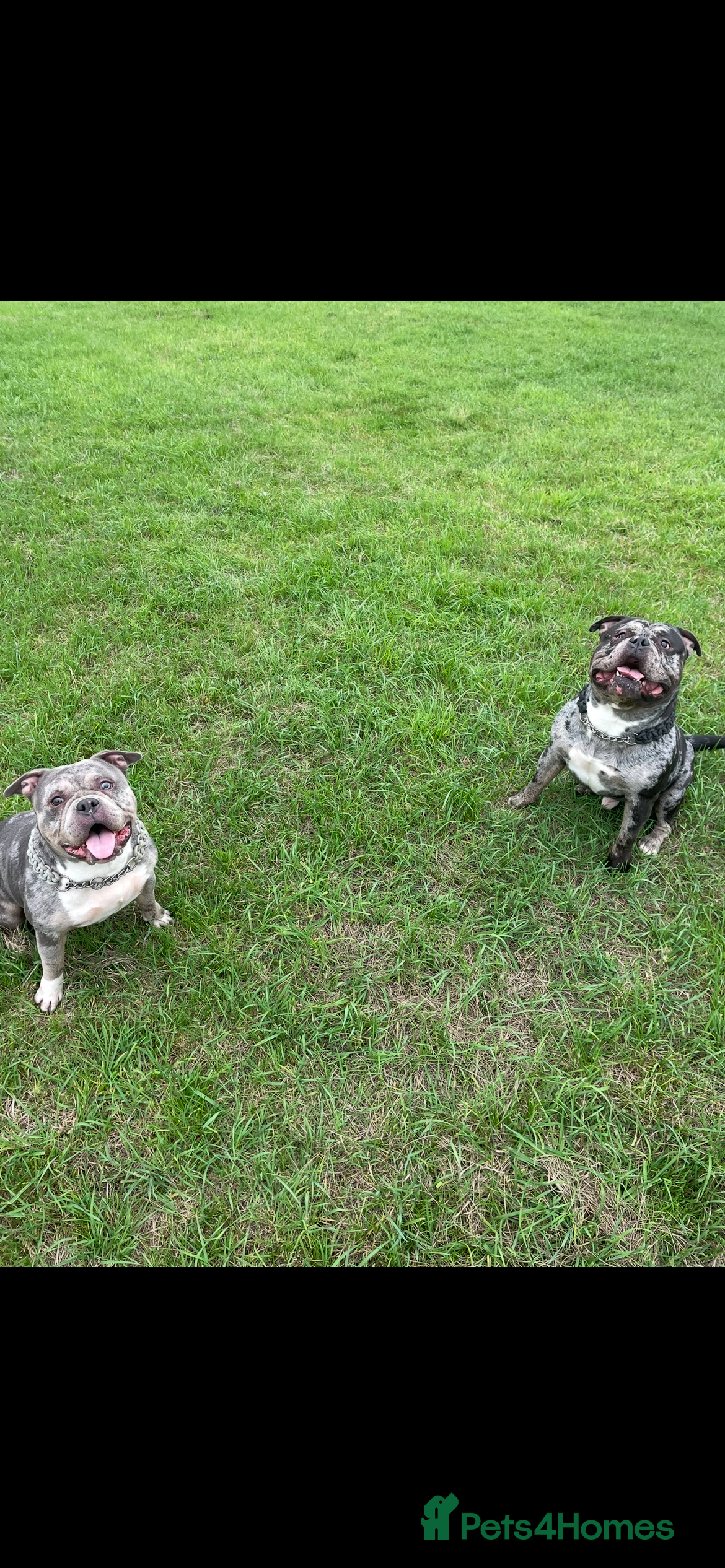 American Bulldog dogs Rehome 4yr old Boyce & Bella 🙏 - Advert 1