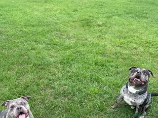 American Bulldog dogs Rehome 4yr old Boyce & Bella 🙏 - Advert 1