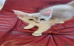 Maine Coon cats for sale: Large Breed Maine Coon cross  - Image 5