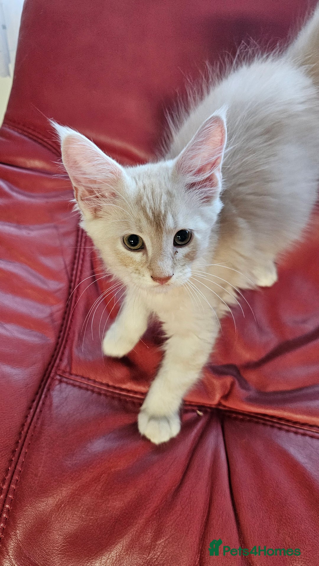 Maine Coon cats for sale: Large Breed Maine Coon cross  - Image 5