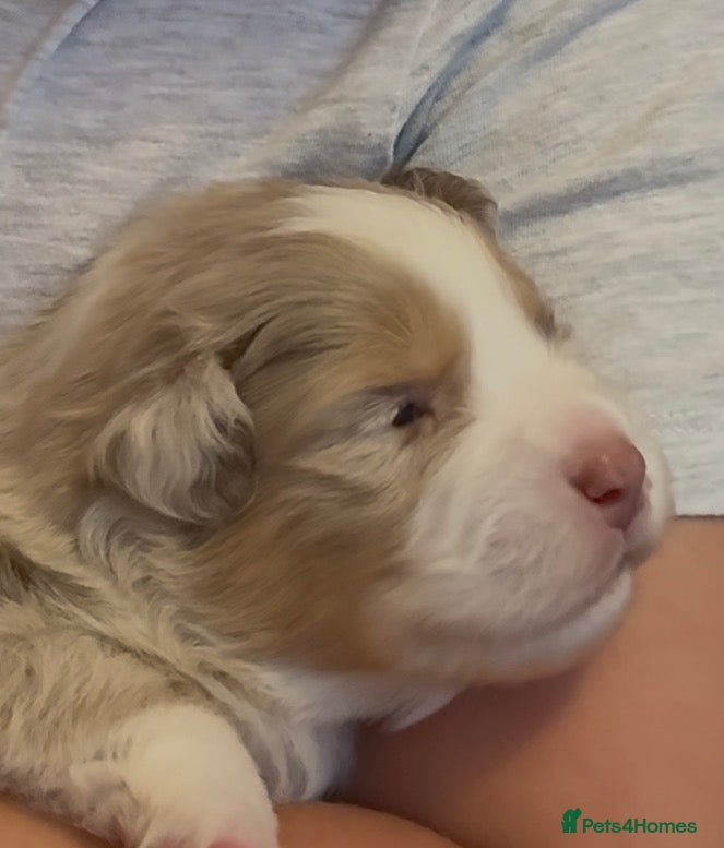 Miniature American Shepherd dogs ** 2 puppies left ** Mini American Puppie - Advert 5