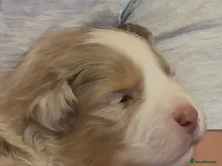 Miniature American Shepherd dogs ** 2 puppies left ** Mini American Puppie - Advert 5