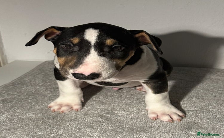 English Bull Terrier dogs - Advert 1