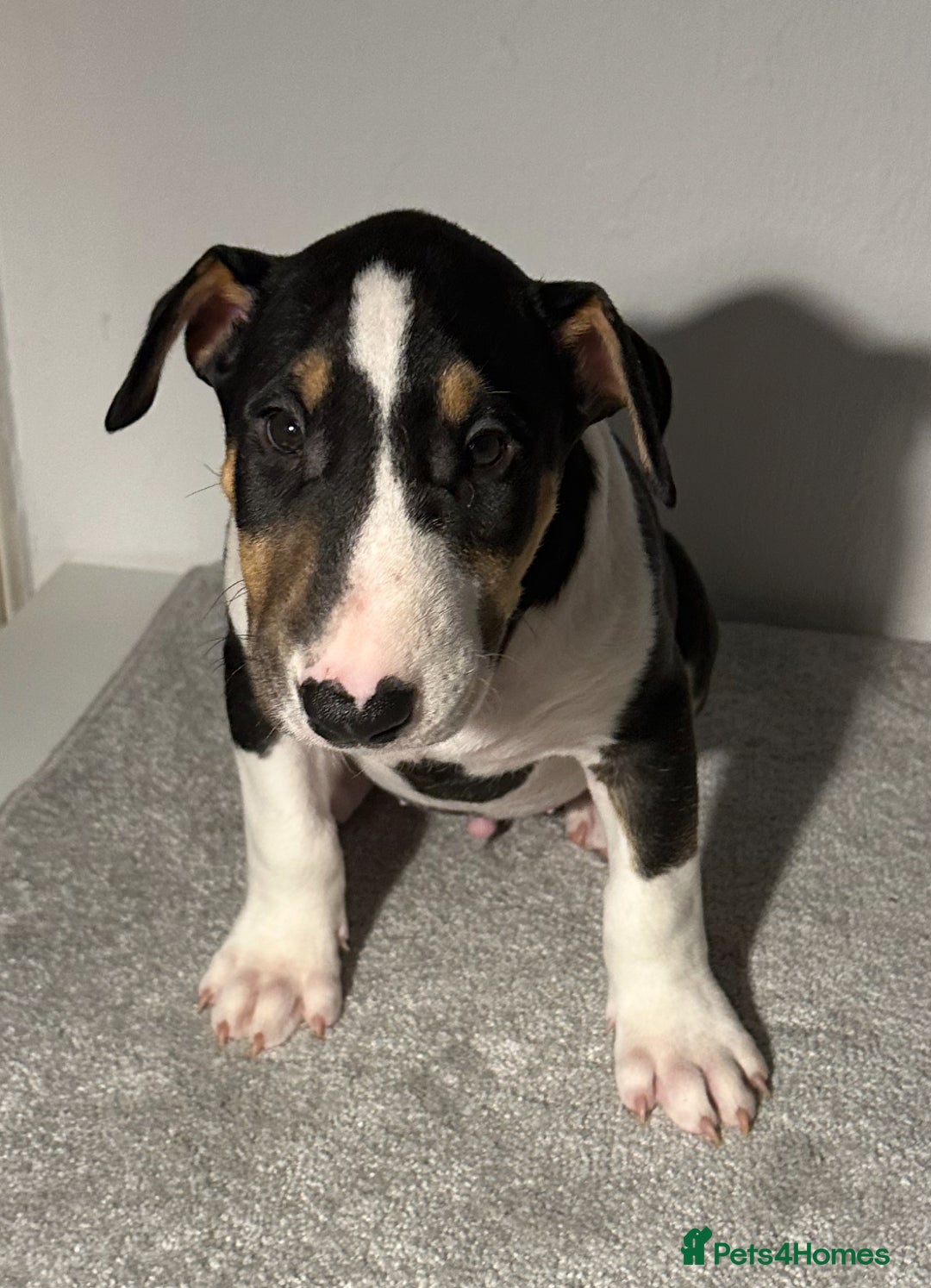 English Bull Terrier dogs for sale: QUALITY BULL TERRIER PUPPIES ❗️❗️ - Image 1