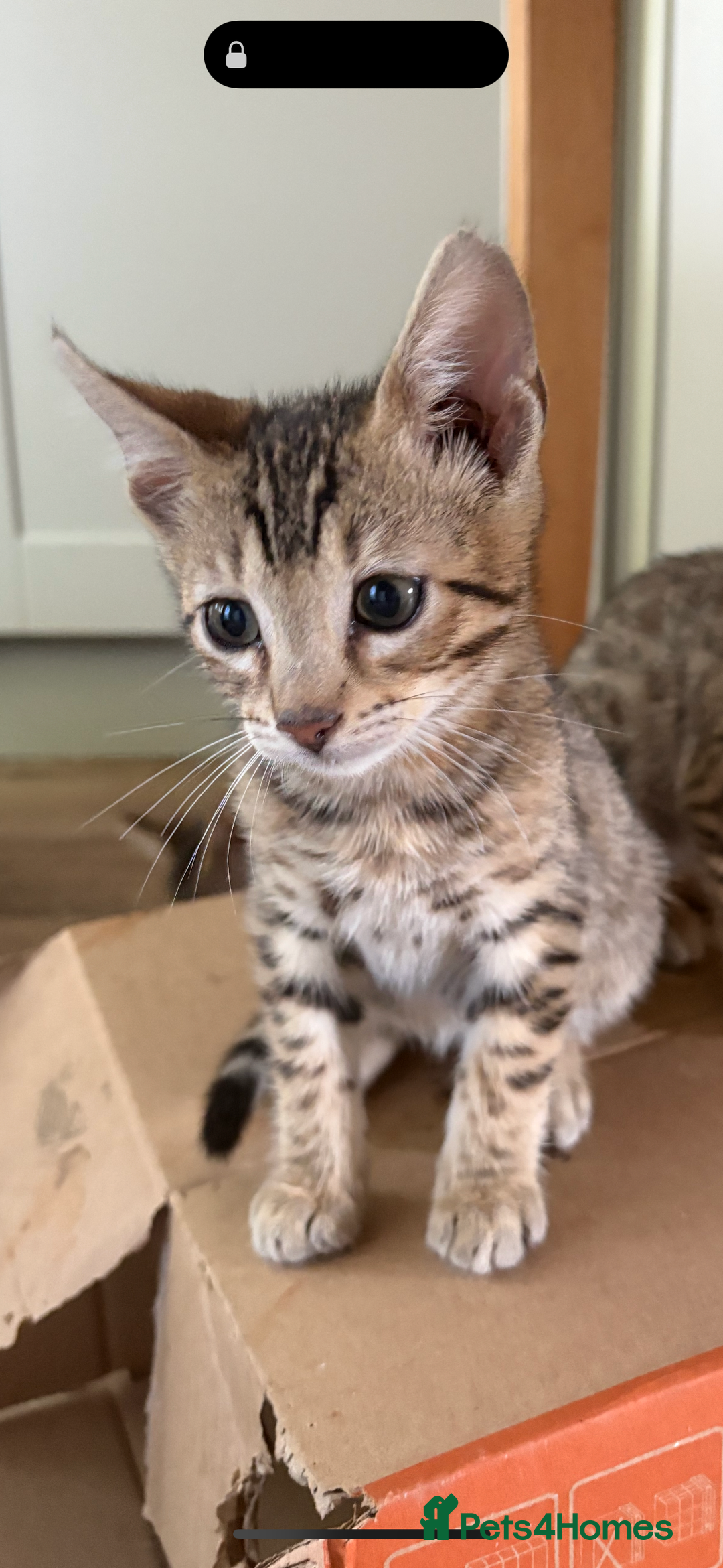 Bengal cats for sale: Bengal cubs for sale  - Image 11