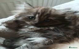 Mixed Breed cats for sale: British long hair cross Ragdoll  - Image 26