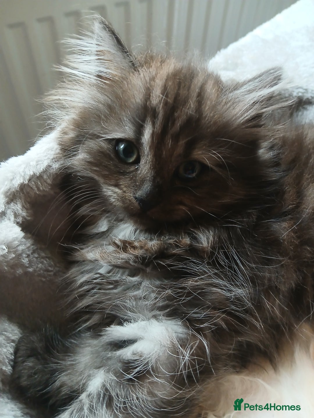 Mixed Breed cats for sale: British long hair cross Ragdoll  - Image 26