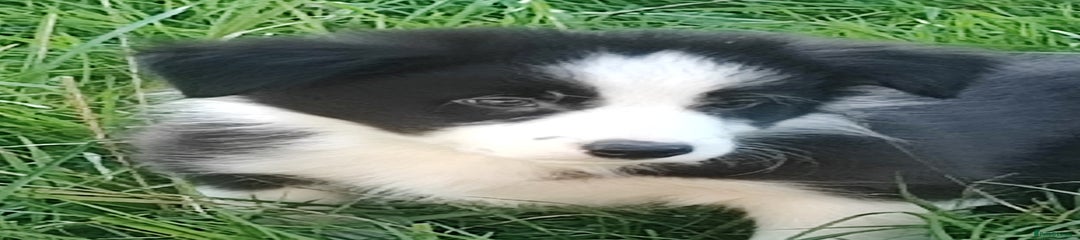 Border Collie Puppy 1