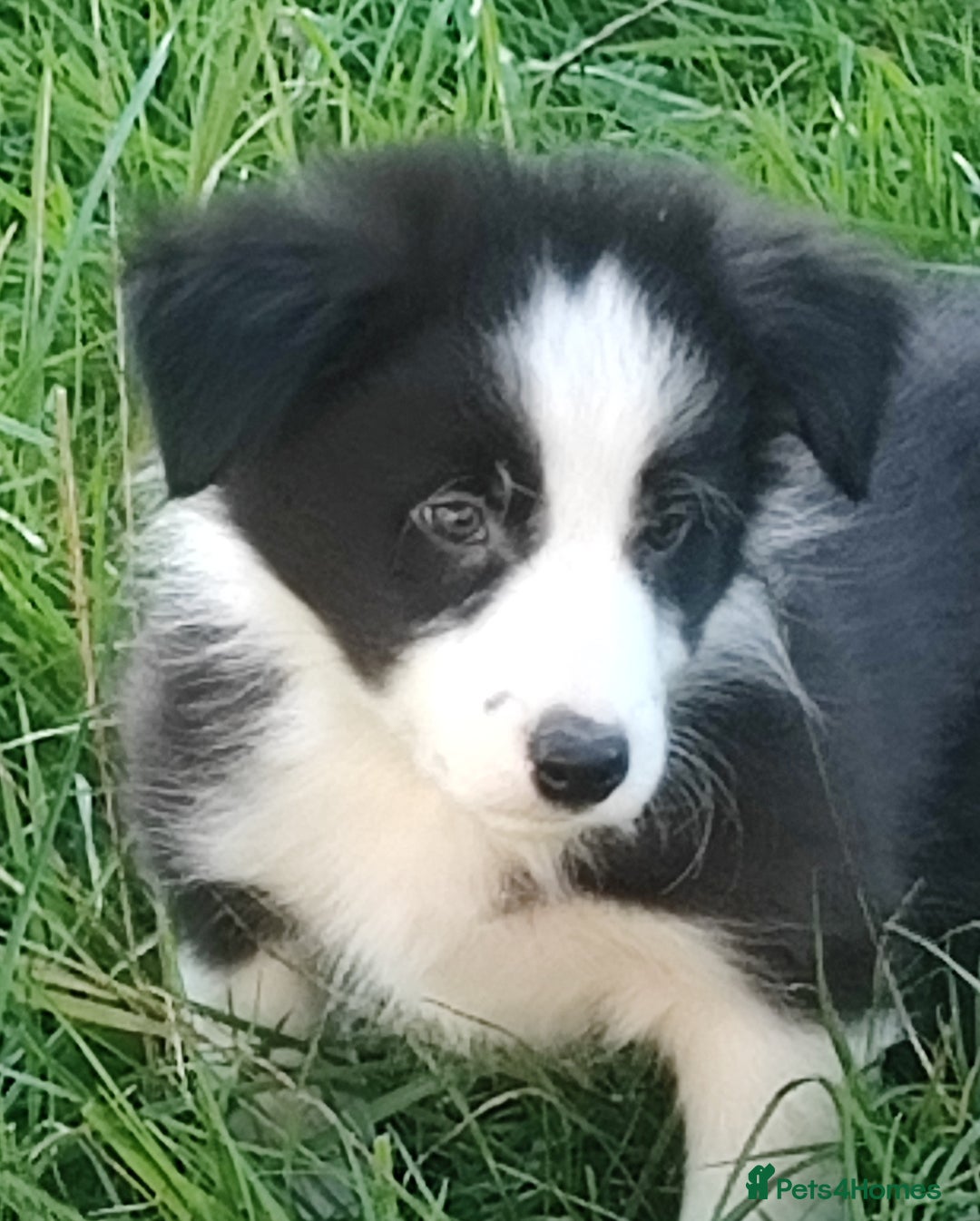 Border Collie dogs for sale: Border Collie Puppies - Image 10