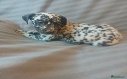 Dalmatian dogs for sale: Dalmatian Ready to home 1×girl 1× boy(£550)) - Image 27