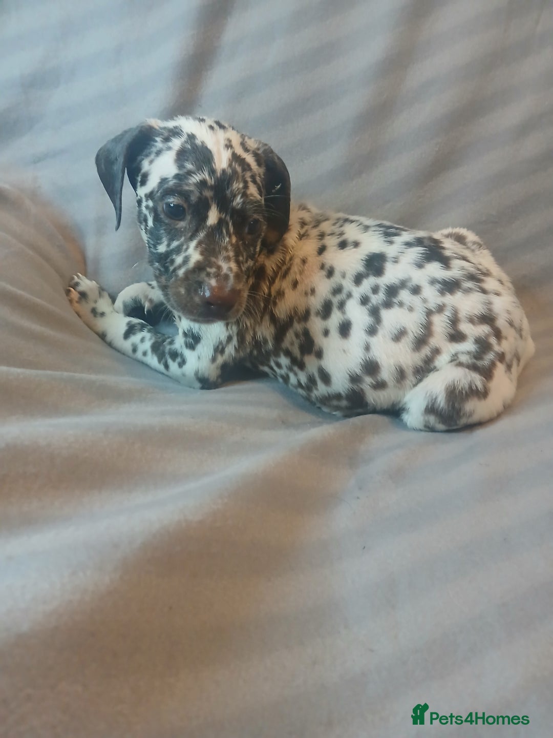 Dalmatian dogs for sale: Dalmatian Ready to home 1×girl 1× boy(£550)) - Image 27