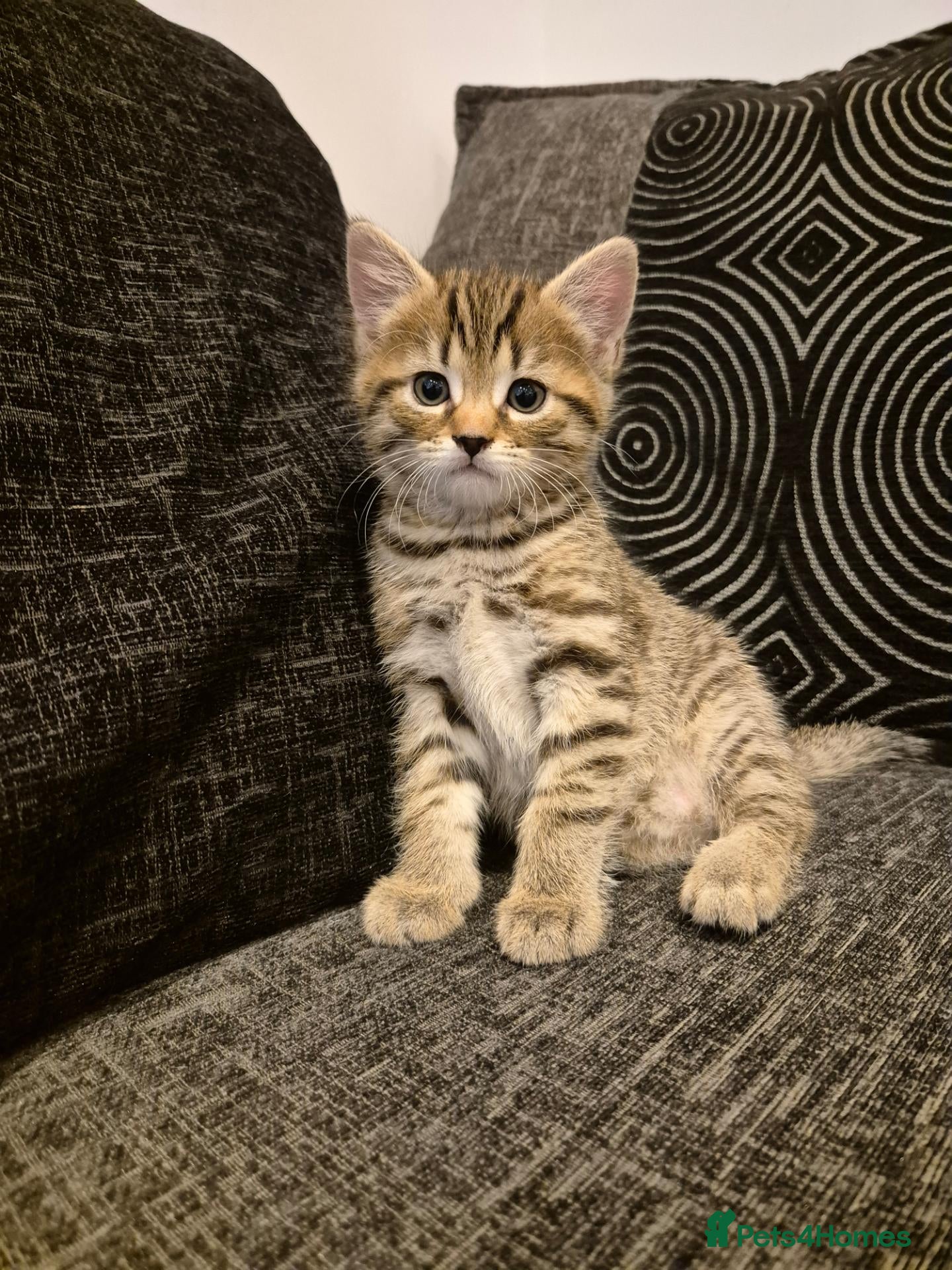 Mixed Breed cats 2 beautiful kittens for sale! - Advert 1