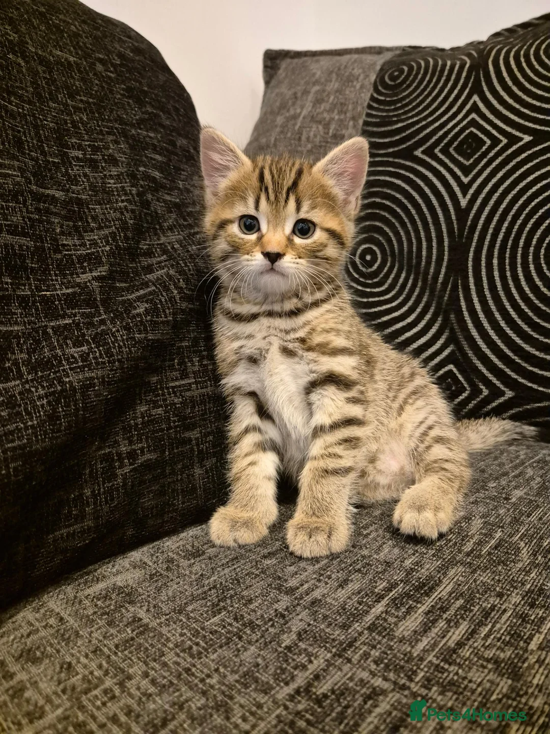 Mixed Breed cats for sale: 2 beautiful kittens for sale! - Advert 1