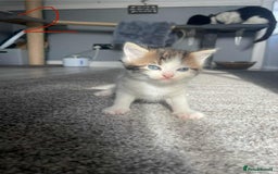 Domestic Shorthair cats for sale: Mixed litter domestic shorthair - Image 4