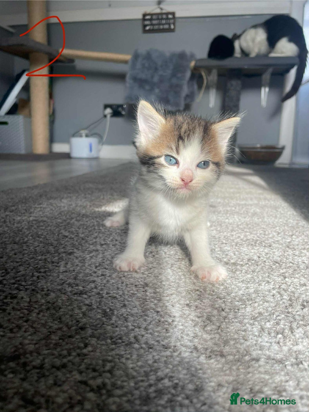 Domestic Shorthair cats for sale: Mixed litter domestic shorthair - Image 4
