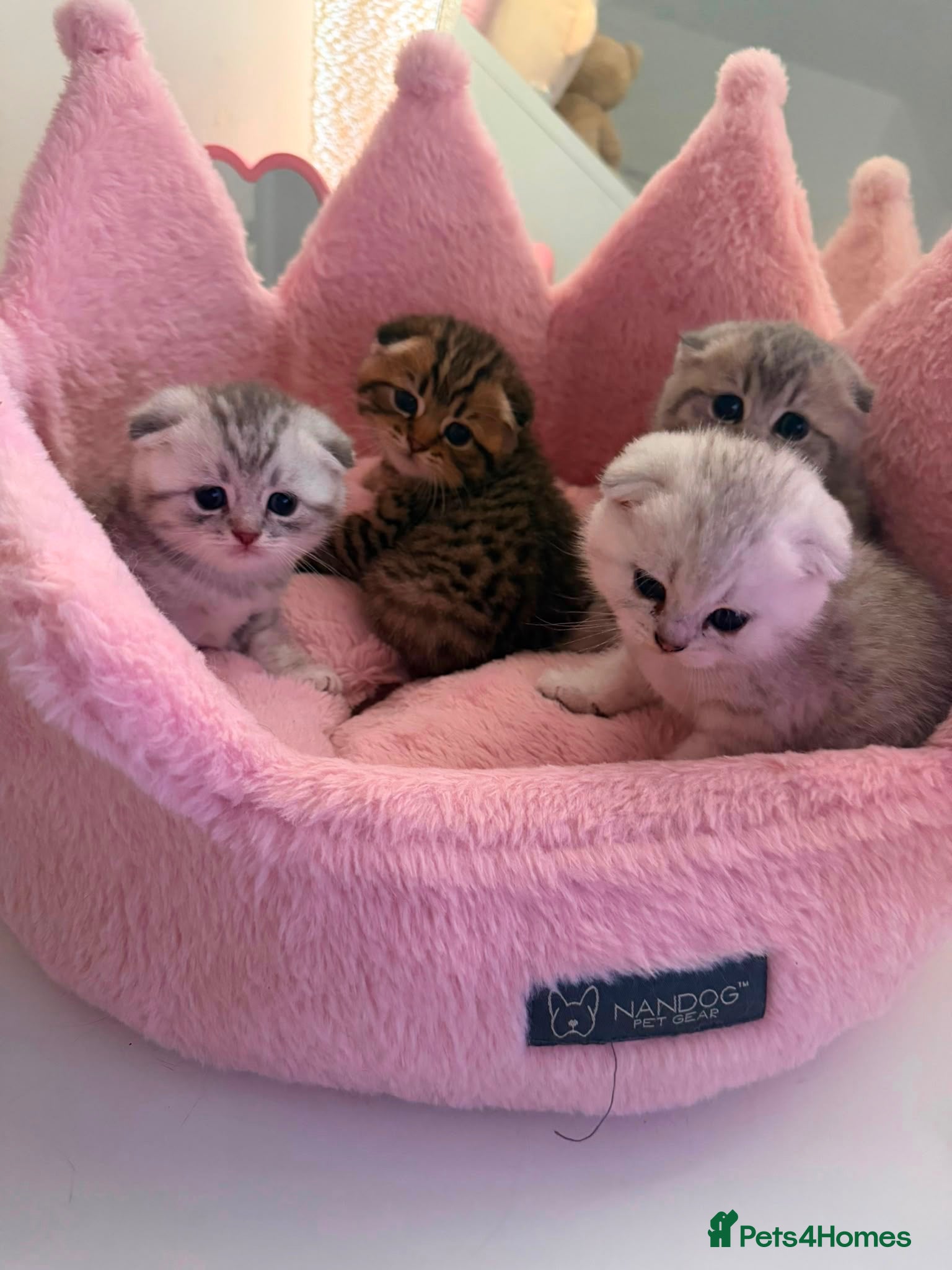 Scottish Fold cats Scottish Fold x Pedigree British Shorthair Kittens - Advert 8