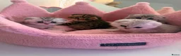 Scottish Fold cats for sale: Scottish Fold x Pedigree British Shorthair Kittens - Advert 1